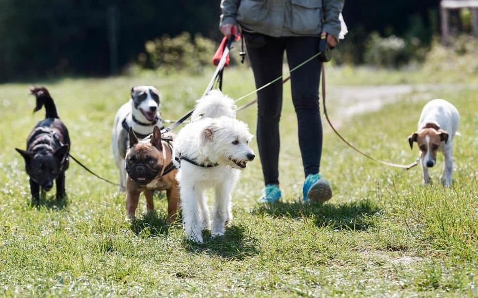 Garde, Promenade & Toilettage d’Animaux