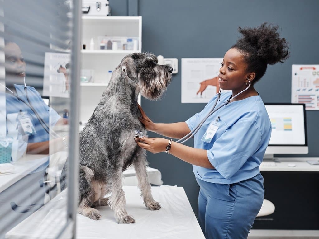 Consultations Vétérinaires